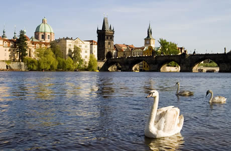 Moldau in prag mit seinen schoenen schwaene foto